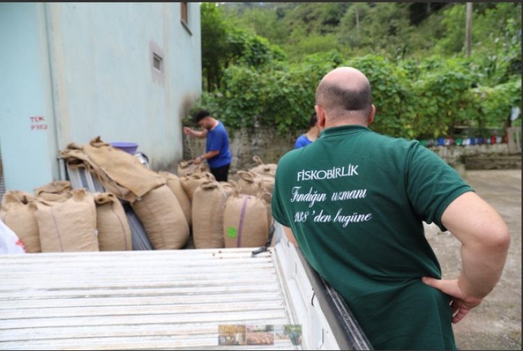 FİSKOBİRLİK 12 AĞUSTOS’TA FINDIK ALIMINA BAŞLIYOR